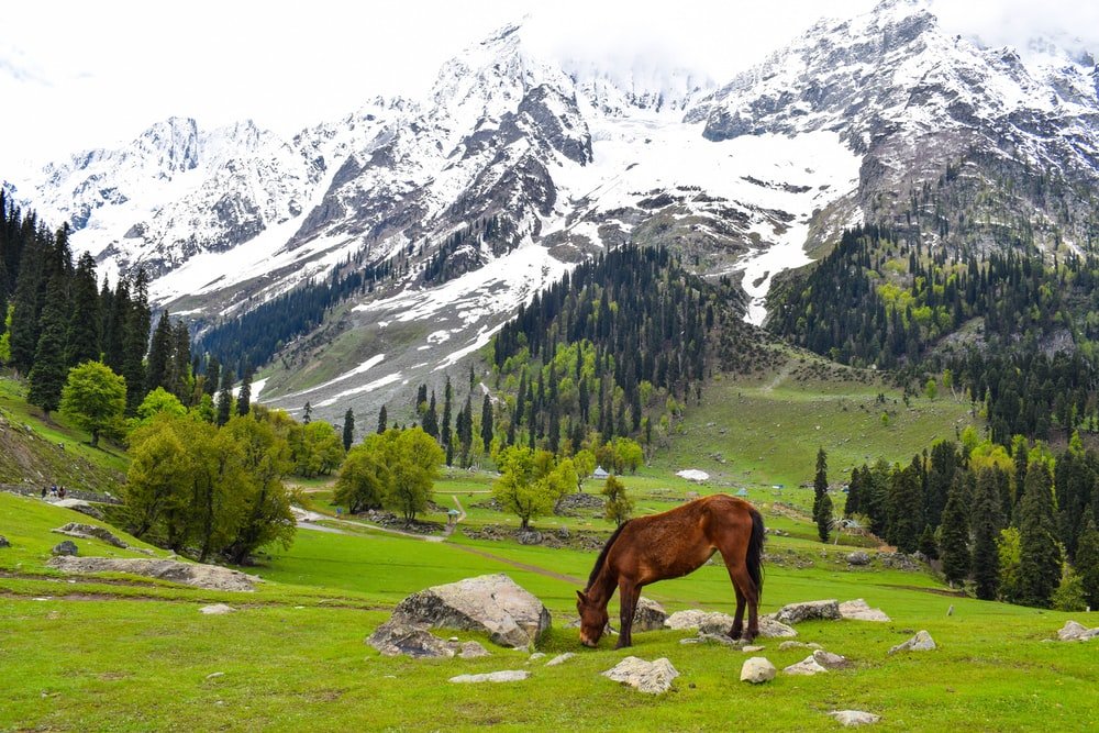 Heaven On Earth Kashmir Tour Package